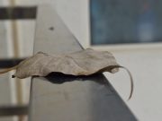 The love of photography