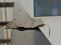 The love of photography